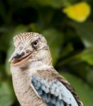 Kookaburra Close Up Stock Photo