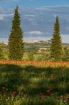 Poppy Field In Tuscany Stock Photo