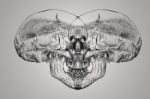 Sketch Human Head Skull Stock Photo