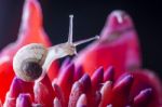 Snail On Red Flower Stock Photo