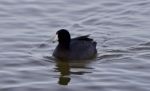 Beautiful Background With Amazing American Coot In The Lake Stock Photo