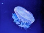 Glowing Jellyfish Under Dark Water Stock Photo