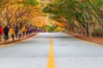 Naejangsan,korea - November 1: Tourists Taking Photos Of The Beautiful Scenery Around Naejangsan Park,south Korea During Autumn Season On November 1, 2015 Stock Photo