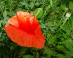 Wild Red Poppy Stock Photo