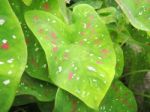 Caladium Leaves Stock Photo