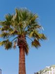 Palm Tree In Quarteira, Southern Algarve In Portugal Stock Photo