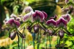 Orchid Flower In The Garden, Thailand Stock Photo