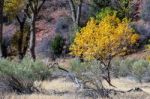 Vibrant Cottonwood Tree Stock Photo