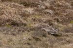 Eurasian Curlew (numenius Arquata) Stock Photo