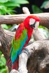 Beautiful Macaw Stock Photo