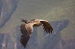 Young Andean Condor Stock Photo