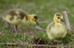 Beautiful Background With A Chick Of The Canada Geese Stock Photo