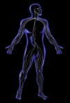 Male Human Anatomy Standing X-ray Style Stock Photo