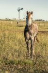 Horse In The Countryside Stock Photo