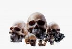 Skull On A White Background Stock Photo