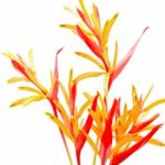 Heliconia Rubra Stock Photo