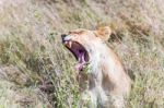 Lion  In Serengeti Stock Photo