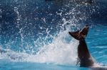 Tail Of Dolphin Making Splash Stock Photo