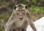 An Angry Monkey Stock Photo