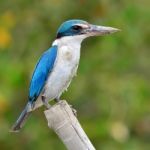 Kingfisher Bird Stock Photo