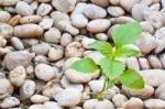 Small Plant Grow Up On  Gravel Stock Photo