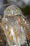 Asian Barred Owlet Stock Photo