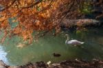 Autumn Scene At The Lake In Parco Di Monza Italy Stock Photo