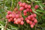 Fresh Lychee On Tree Stock Photo