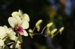 Close Up Yellow  And Soft Pink Orchid Flower Stock Photo