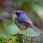 Male Snowy-browed Flycatcher Stock Photo