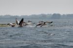 Great White Pelicans (pelecanus Onocrotalus) Flying Over The Dan Stock Photo