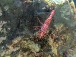 Red Camel Shrimp On Rock Under Water Stock Photo