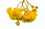 Yellow Flowers Of Cochlospermum Regium On White Background Stock Photo