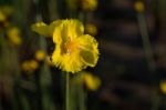 
Xyridaceae Beautiful Field Full Of Yellow Macro For Details Stock Photo