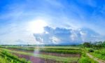 Landscape Of Corn Field And Local Road With The Sunset  Stock Photo