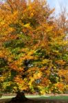 Beech Tree In The Grounds Of The Ashdown Park Hotel Stock Photo