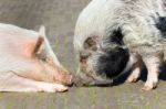 Two Pigs Making Contact Stock Photo