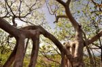 The Roots Of Strange Trees Shape Stock Photo