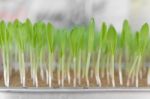 Young Sweet Corn Seedling Growing Stock Photo