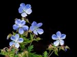 Geranium Pratense (meadow Cranesbill) Stock Photo