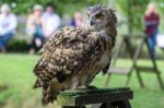 Eurasian Eagle-owl (bubo Bubo) Stock Photo