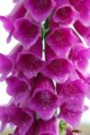 Purple Foxglove Stock Photo