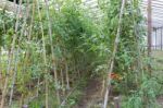 Plantation Of Tomatoes In The Organic Garden Stock Photo