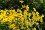 Group Of Yellow Daises In East Grinstead Stock Photo