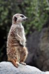 Meerkat Stock Photo