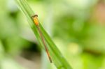 Little Dragonfly Stock Photo