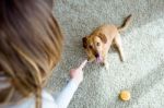 Beautiful Young Woman With Dog Playing At Home Stock Photo