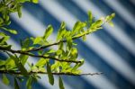 Green Leaves Stock Photo