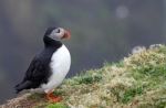 Puffin On Lunga, Treshnish Isles Stock Photo