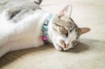 Siamese Cat Lying Down Leisure At Home Stock Photo